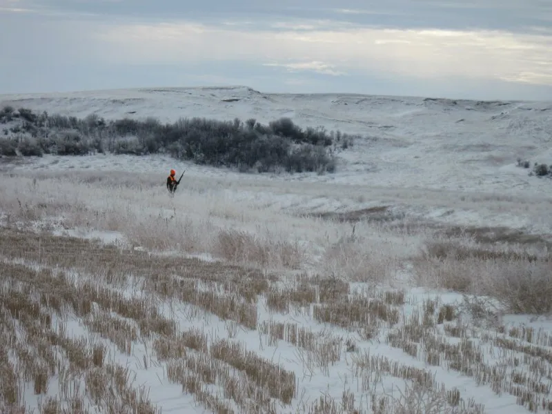 Hunting party DG from California – 2010 wild pheasant hunt in North Dakota