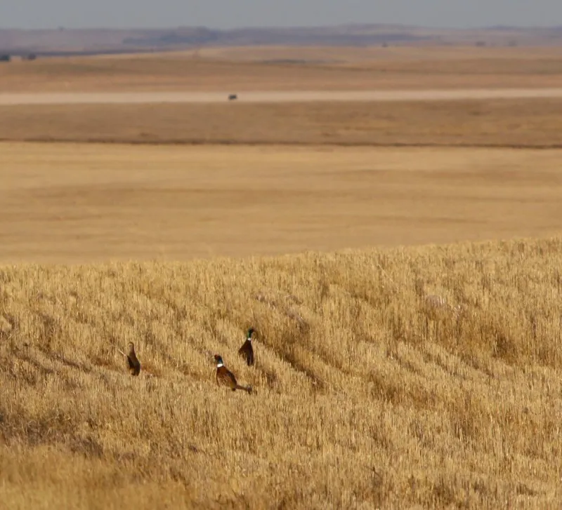 Hunting party DG from California – 2010 wild pheasant hunt in North Dakota