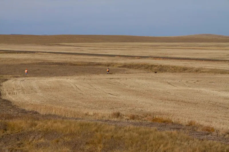 Hunting party DG from California – 2010 wild pheasant hunt in North Dakota