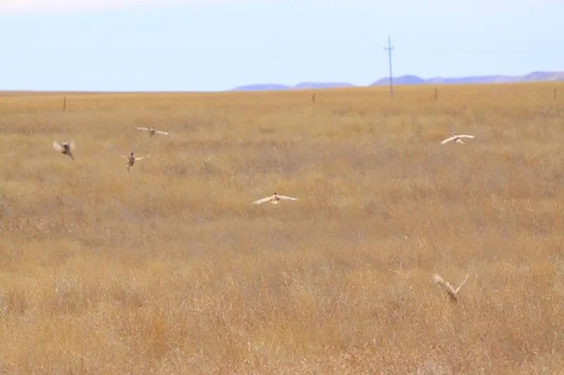 Hunting party DG from California – 2010 wild pheasant hunt in North Dakota