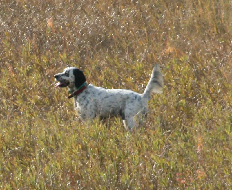 Hunting party JS from Illinois – 2010 wild pheasant hunt in North Dakota