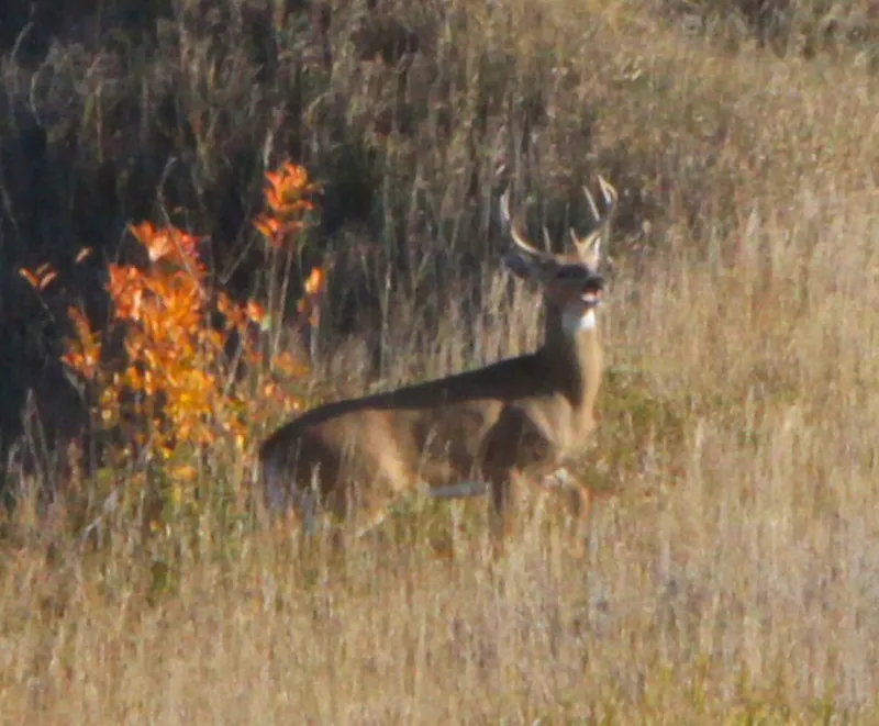 Hunting party JS from Illinois – 2010 wild pheasant hunt in North Dakota