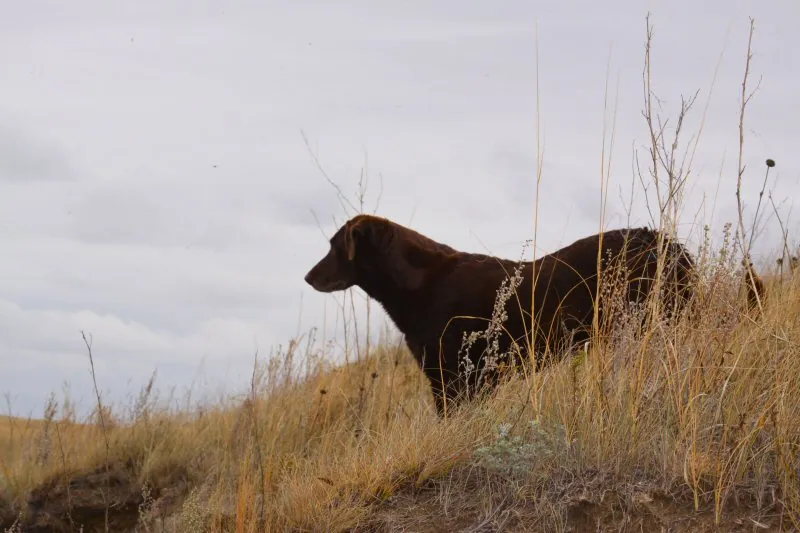 Hunting party DG from California – 2011 wild pheasant hunt in North Dakota