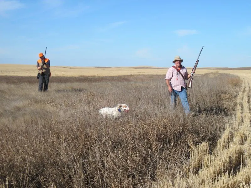 Hunting party DG from California – 2012 wild pheasant hunt in North Dakota