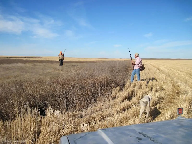 Hunting party DG from California – 2012 wild pheasant hunt in North Dakota