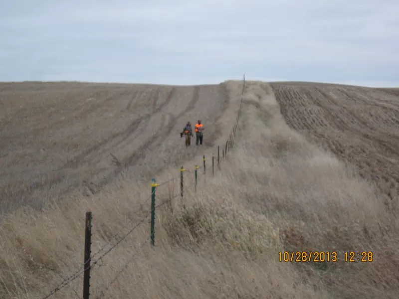 Hunting party BK from Wisconsin – 2013 wild pheasant hunt in North Dakota