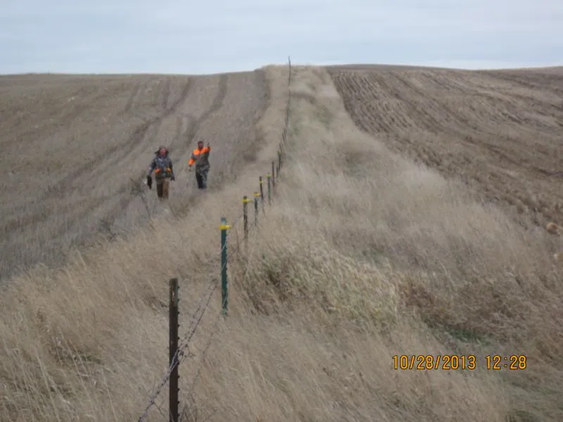 Hunting party BK from Wisconsin – 2013 wild pheasant hunt in North Dakota