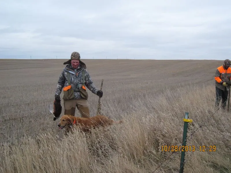 Hunting party BK from Wisconsin – 2013 wild pheasant hunt in North Dakota