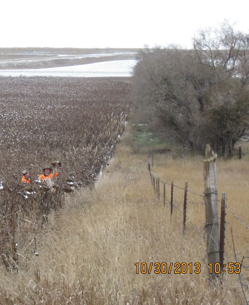 Hunting party BK from Wisconsin – 2013 wild pheasant hunt in North Dakota