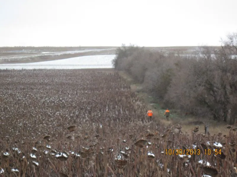 Hunting party BK from Wisconsin – 2013 wild pheasant hunt in North Dakota