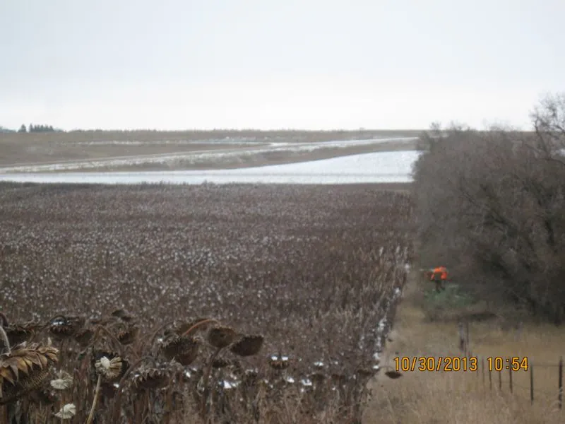 Hunting party BK from Wisconsin – 2013 wild pheasant hunt in North Dakota