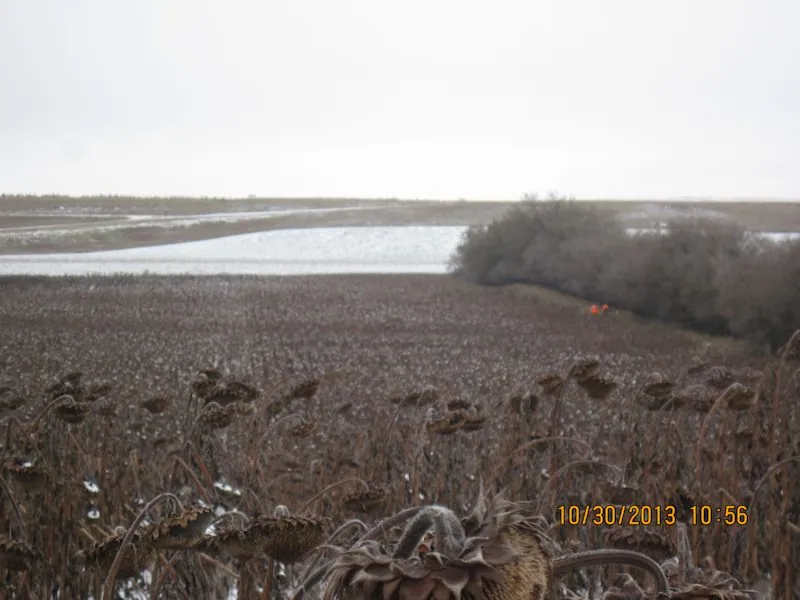 Hunting party BK from Wisconsin – 2013 wild pheasant hunt in North Dakota