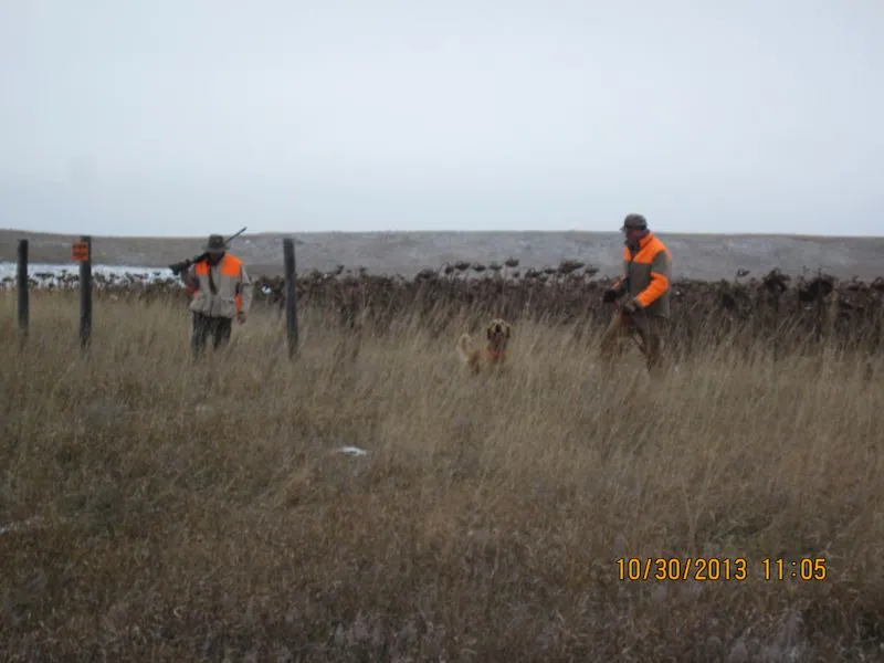 Hunting party BK from Wisconsin – 2013 wild pheasant hunt in North Dakota