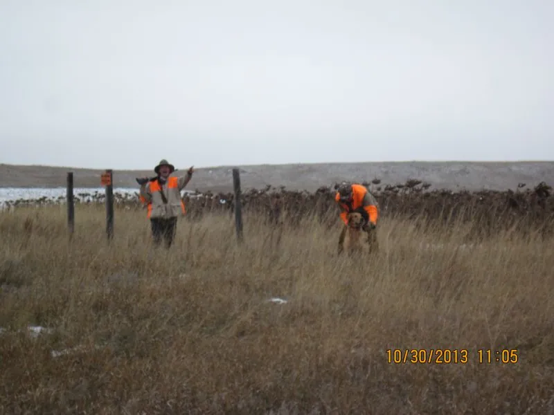 Hunting party BK from Wisconsin – 2013 wild pheasant hunt in North Dakota