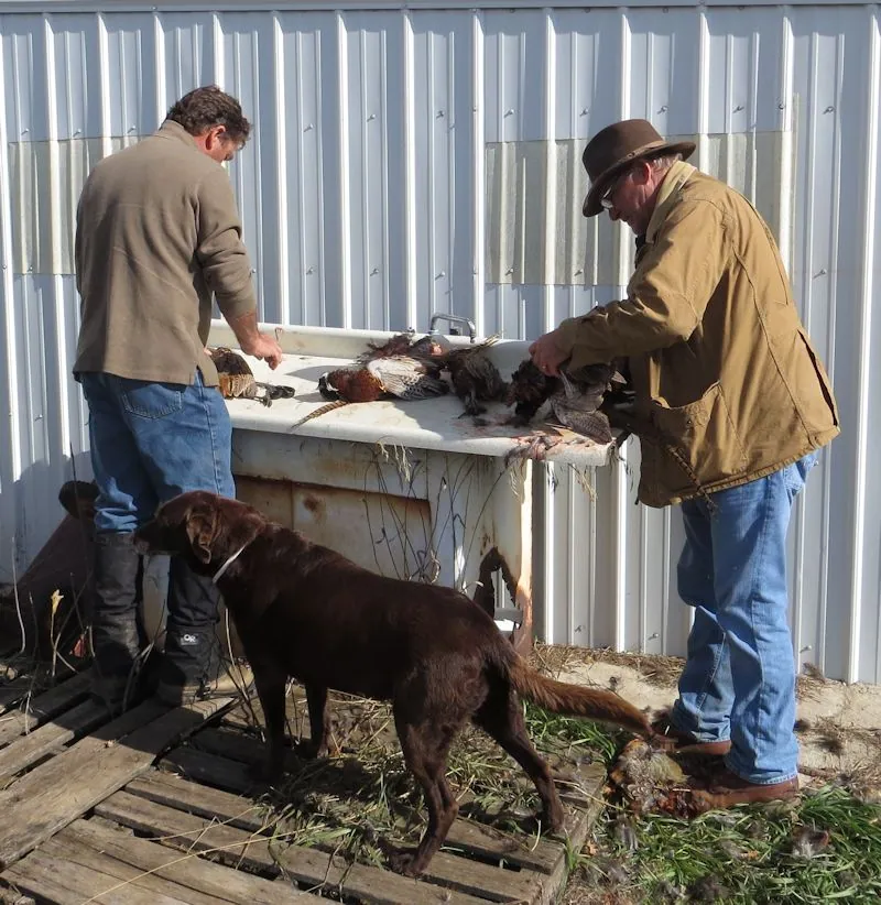 Hunting party DG from California – 2013 wild pheasant hunt in North Dakota