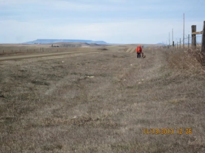 Hunting party TH from Minnesota – 2013 wild pheasant hunt in North Dakota