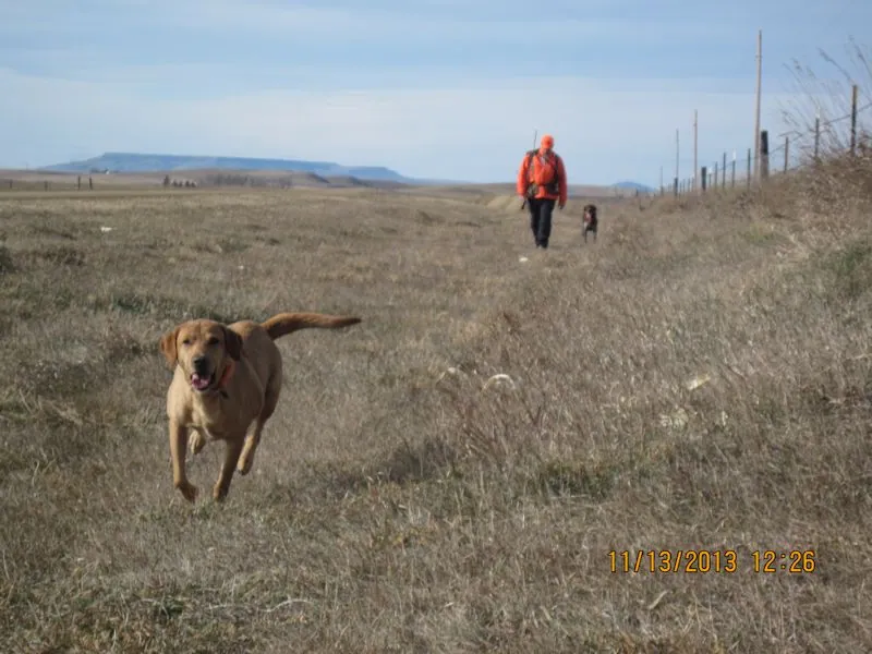 Hunting party TH from Minnesota – 2013 wild pheasant hunt in North Dakota