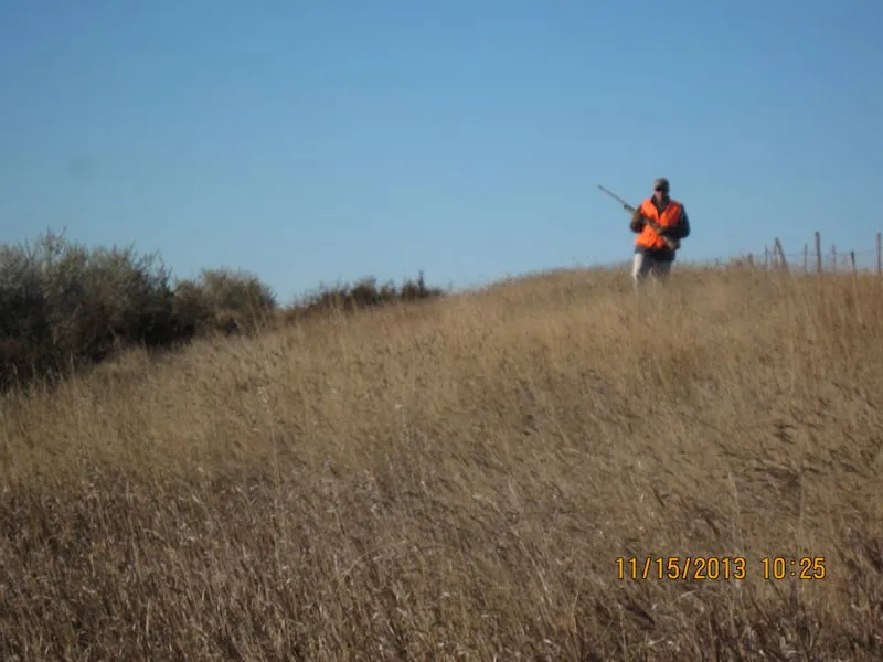Hunting party TH from Minnesota – 2013 wild pheasant hunt in North Dakota