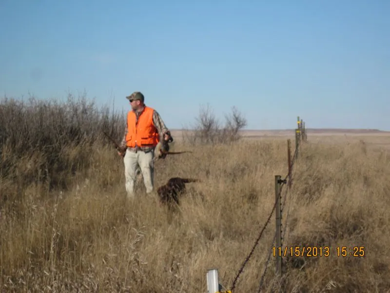 Hunting party TH from Minnesota – 2013 wild pheasant hunt in North Dakota