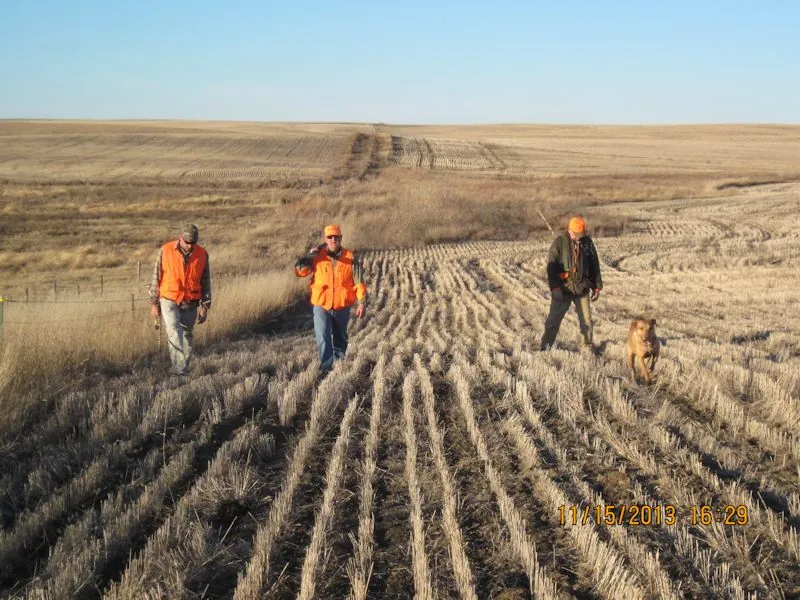Hunting party TH from Minnesota – 2013 wild pheasant hunt in North Dakota