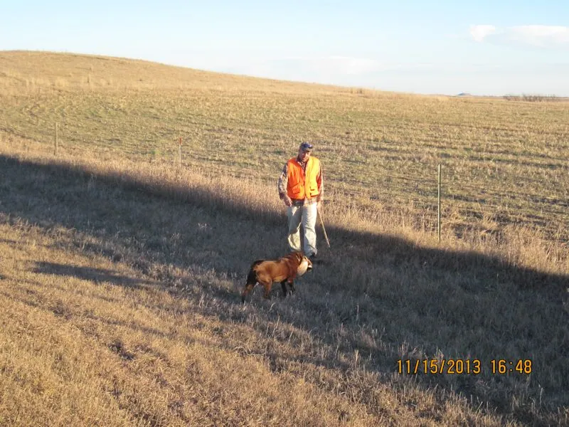 Hunting party TH from Minnesota – 2013 wild pheasant hunt in North Dakota