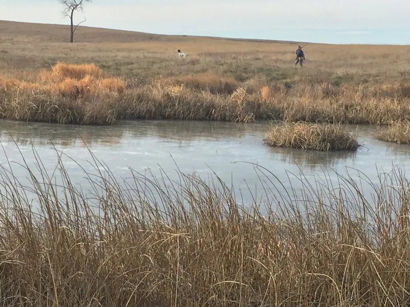 Hunting party DG from California – 2016 wild pheasant hunt in North Dakota
