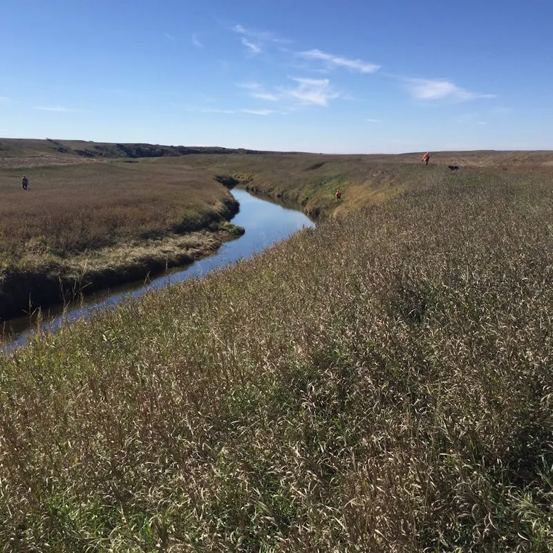 Hunting party SK from Montana – 2016 wild pheasant hunt in North Dakota
