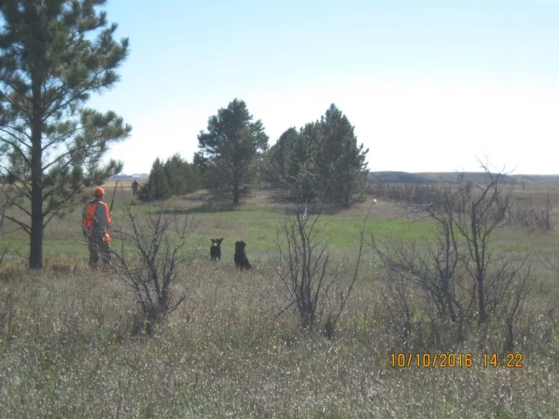 Hunting party SK from Montana – 2016 wild pheasant hunt in North Dakota