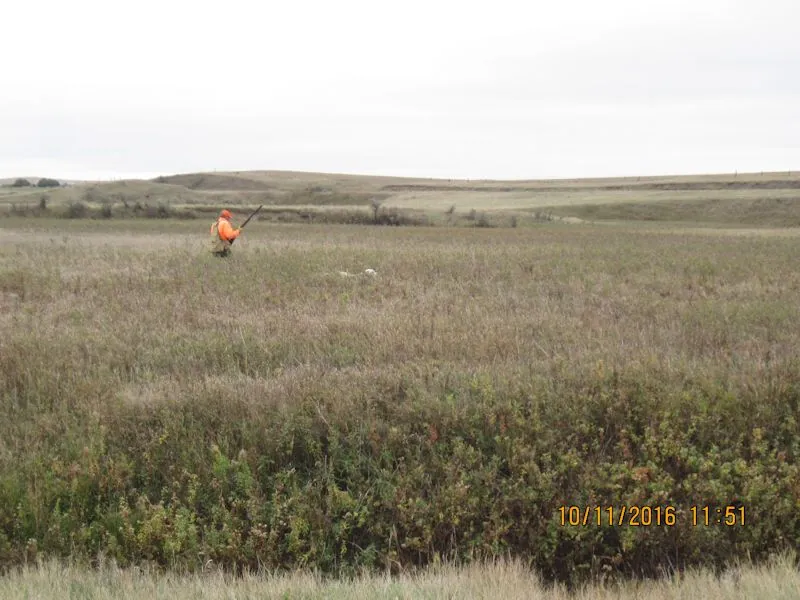 Hunting party SK from Montana – 2016 wild pheasant hunt in North Dakota