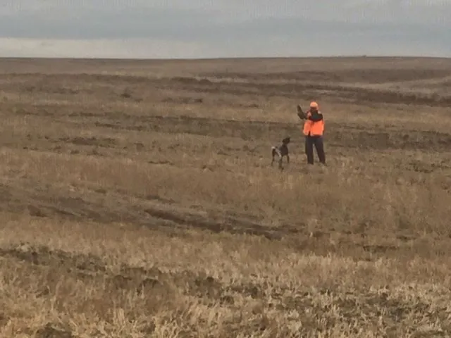 Hunting party JY from Montana – 2018 wild pheasant hunt in North Dakota