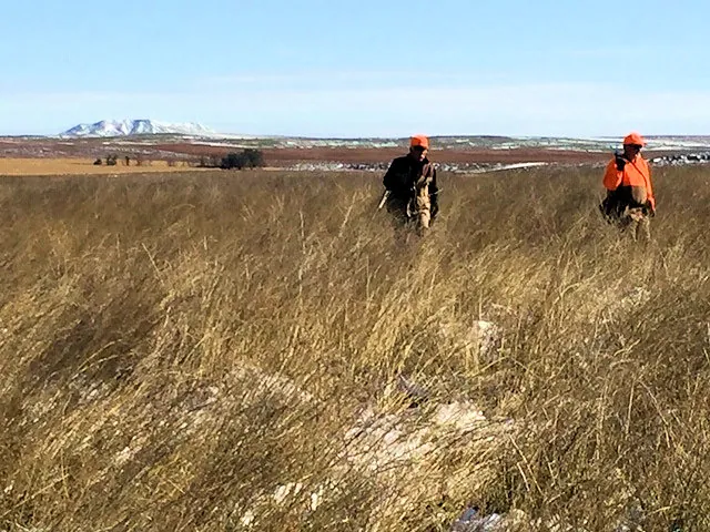 Hunting party SK from Montana – 2019 wild pheasant hunt in North Dakota