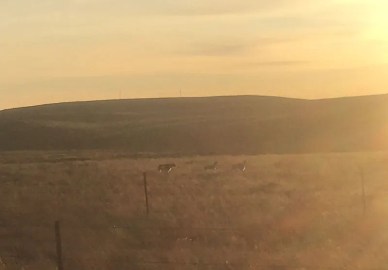 Hunting party TA from Montana – 2019 wild pheasant hunt in North Dakota