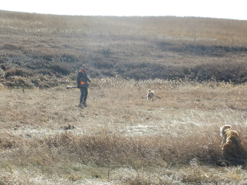 Hunting party BK from Wisconsin – 2020 wild pheasant hunt in North Dakota