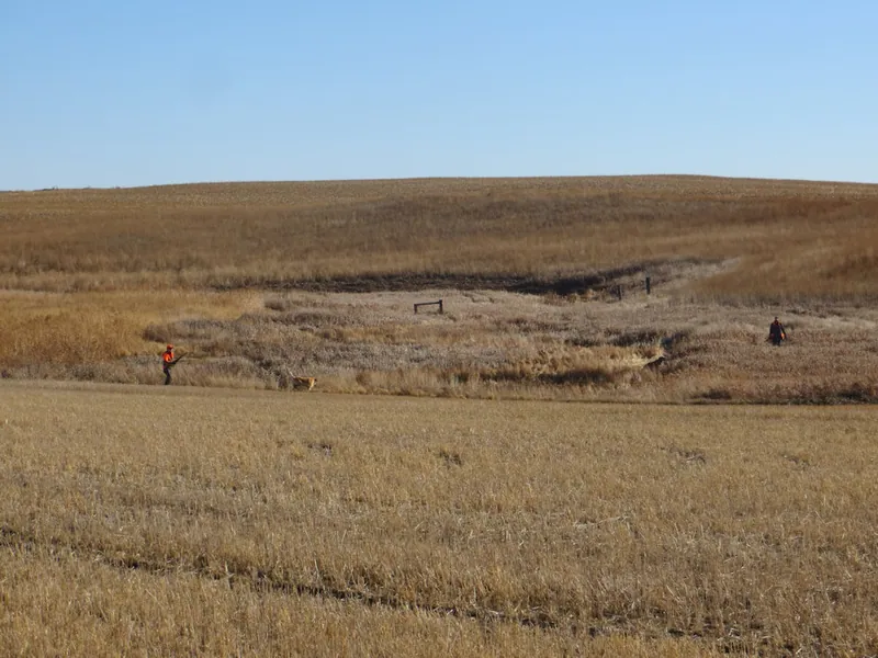 Hunting party BK from Wisconsin – 2020 wild pheasant hunt in North Dakota