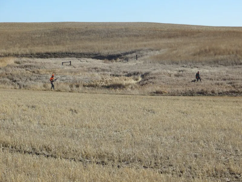 Hunting party BK from Wisconsin – 2020 wild pheasant hunt in North Dakota