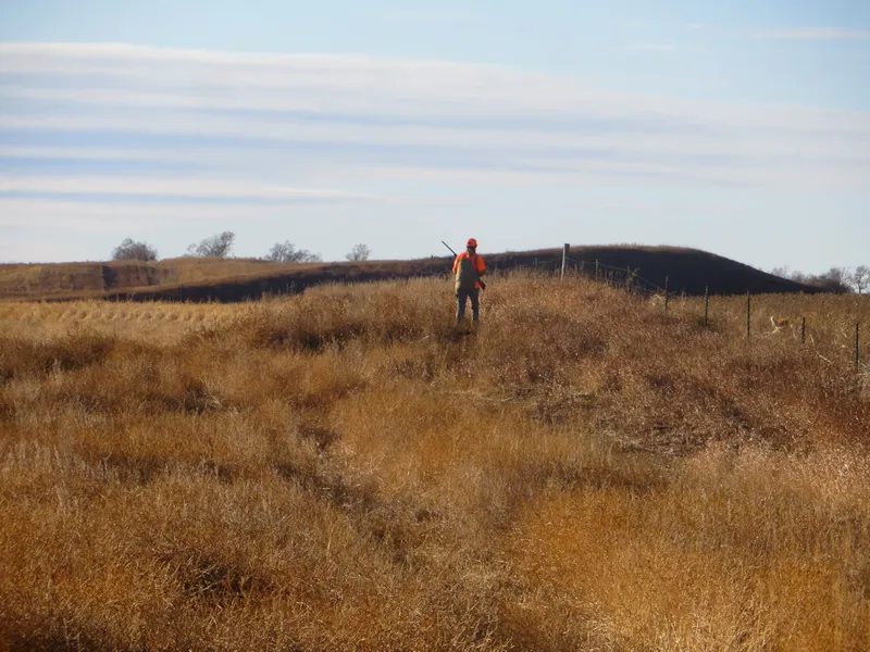 Hunting party BK from Wisconsin – 2020 wild pheasant hunt in North Dakota