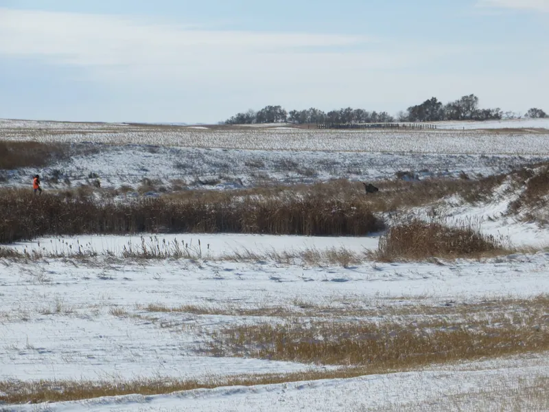 Hunting party DG from California – 2020 wild pheasant hunt in North Dakota