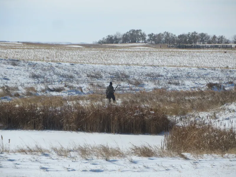 Hunting party DG from California – 2020 wild pheasant hunt in North Dakota