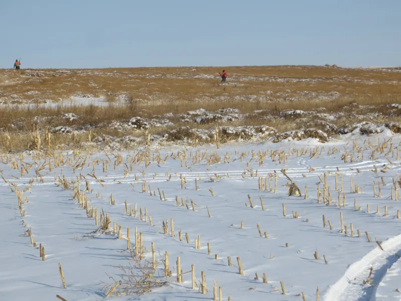 Hunting party DG from California – 2020 wild pheasant hunt in North Dakota