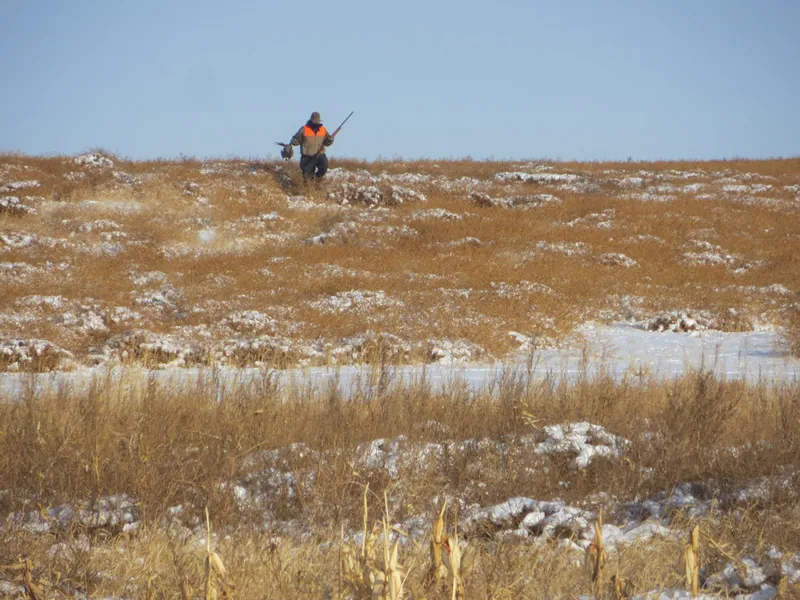 Hunting party DG from California – 2020 wild pheasant hunt in North Dakota