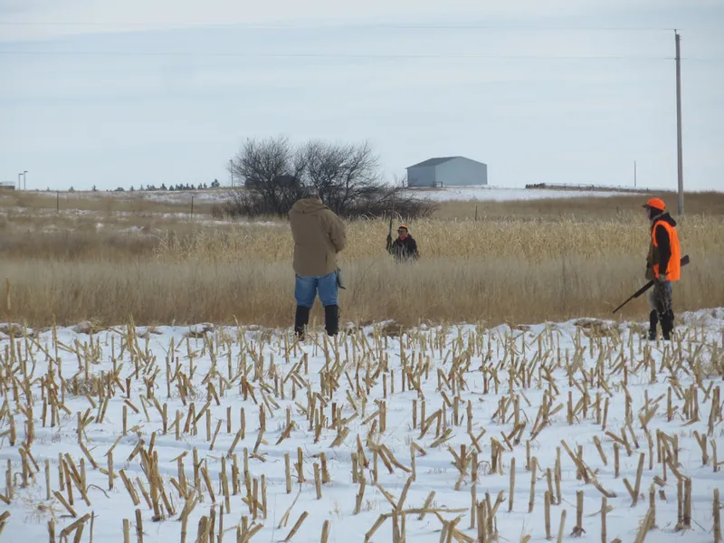 Hunting party DG from California – 2020 wild pheasant hunt in North Dakota