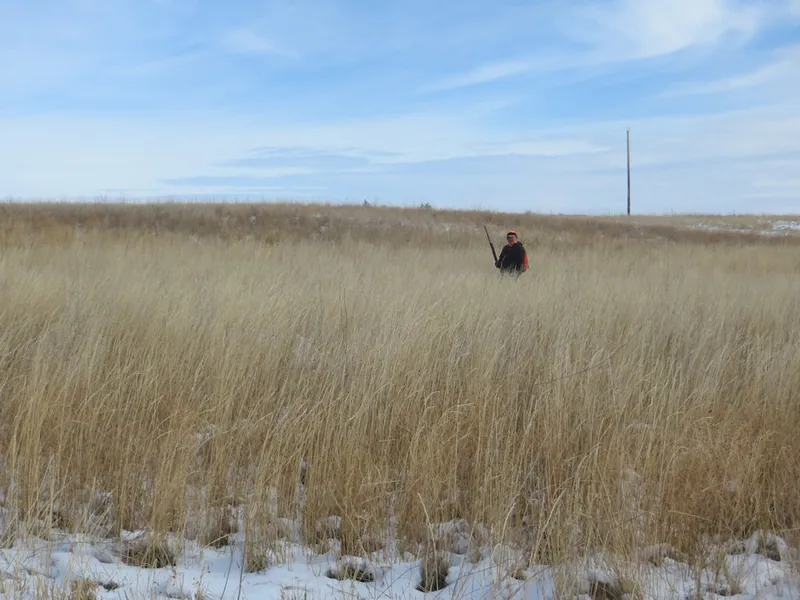 Hunting party DG from California – 2020 wild pheasant hunt in North Dakota
