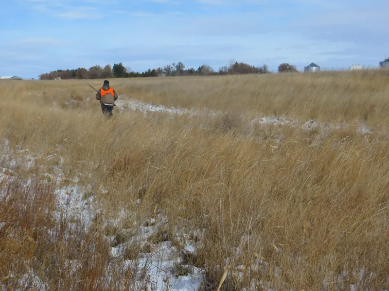 Hunting party DG from California – 2020 wild pheasant hunt in North Dakota