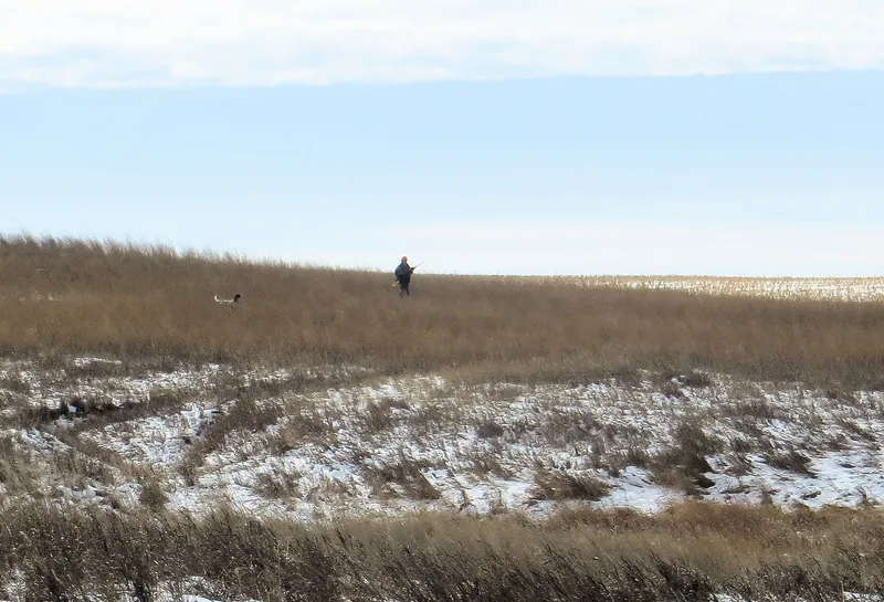 Hunting party DG from California – 2020 wild pheasant hunt in North Dakota