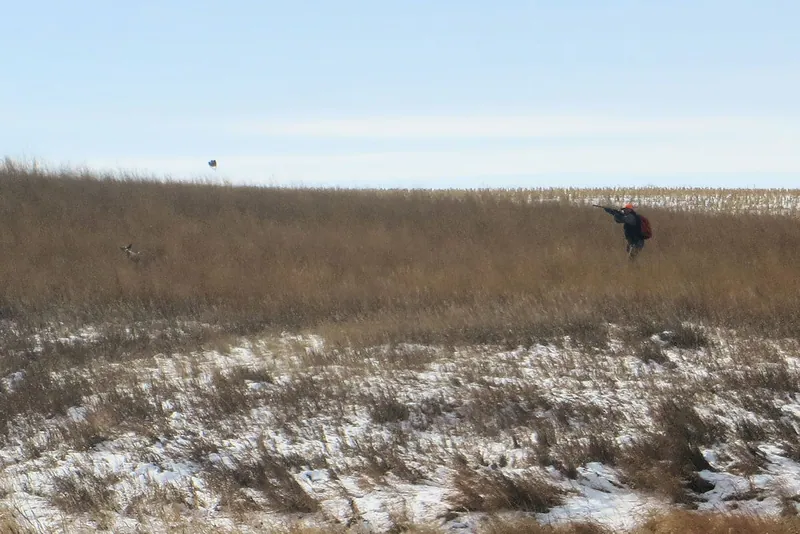 Hunting party DG from California – 2020 wild pheasant hunt in North Dakota
