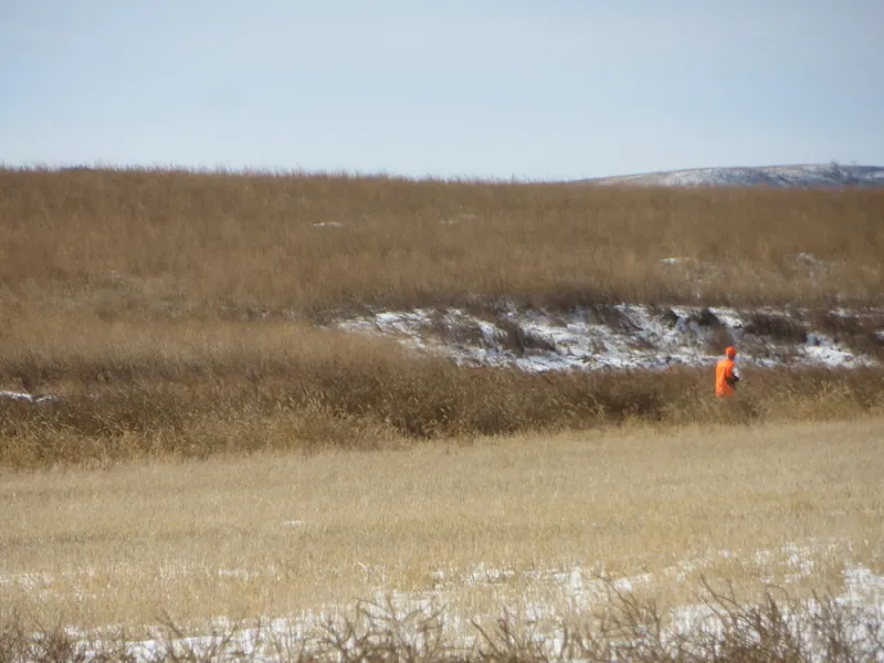 Hunting party DG from California – 2020 wild pheasant hunt in North Dakota