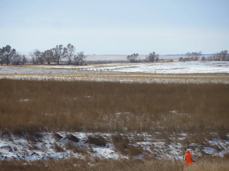 Hunting party DG from California – 2020 wild pheasant hunt in North Dakota