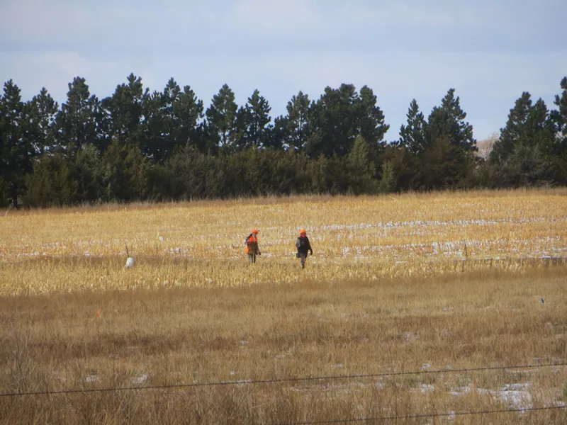 Hunting party DG from California – 2020 wild pheasant hunt in North Dakota