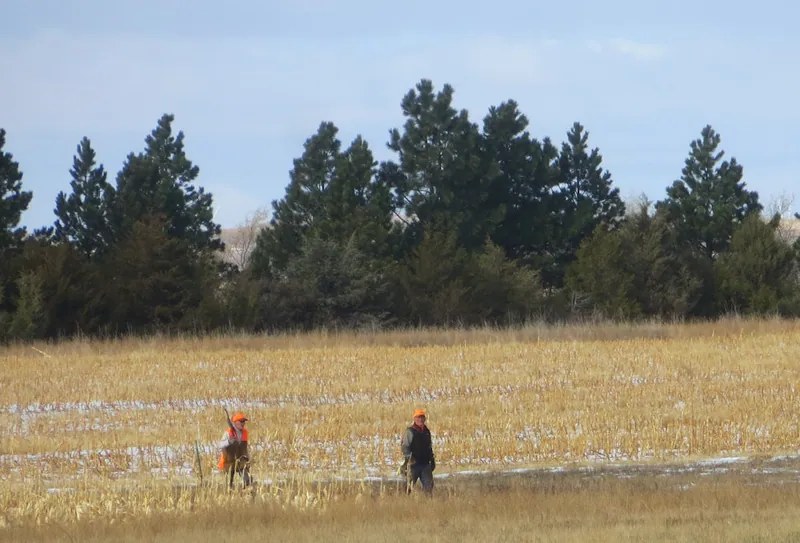 Hunting party DG from California – 2020 wild pheasant hunt in North Dakota