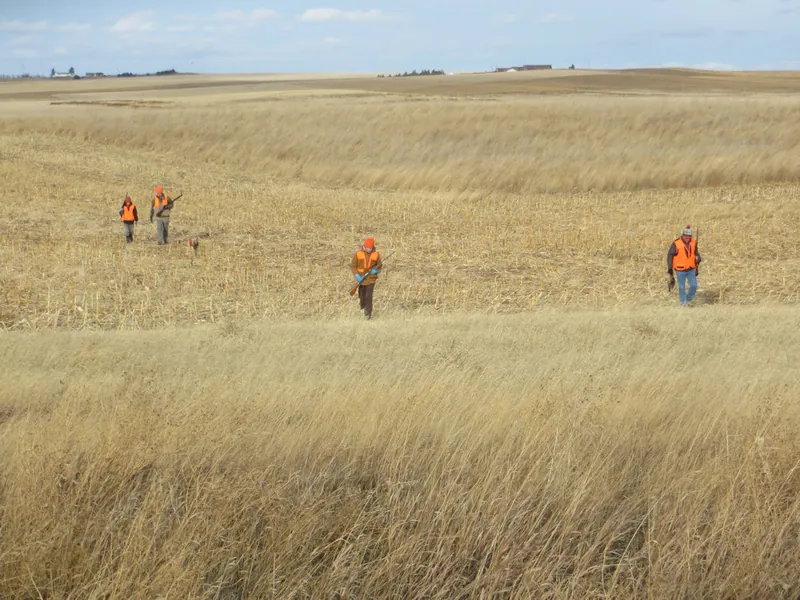 Hunting party FH from Washington – 2020 wild pheasant hunt in North Dakota